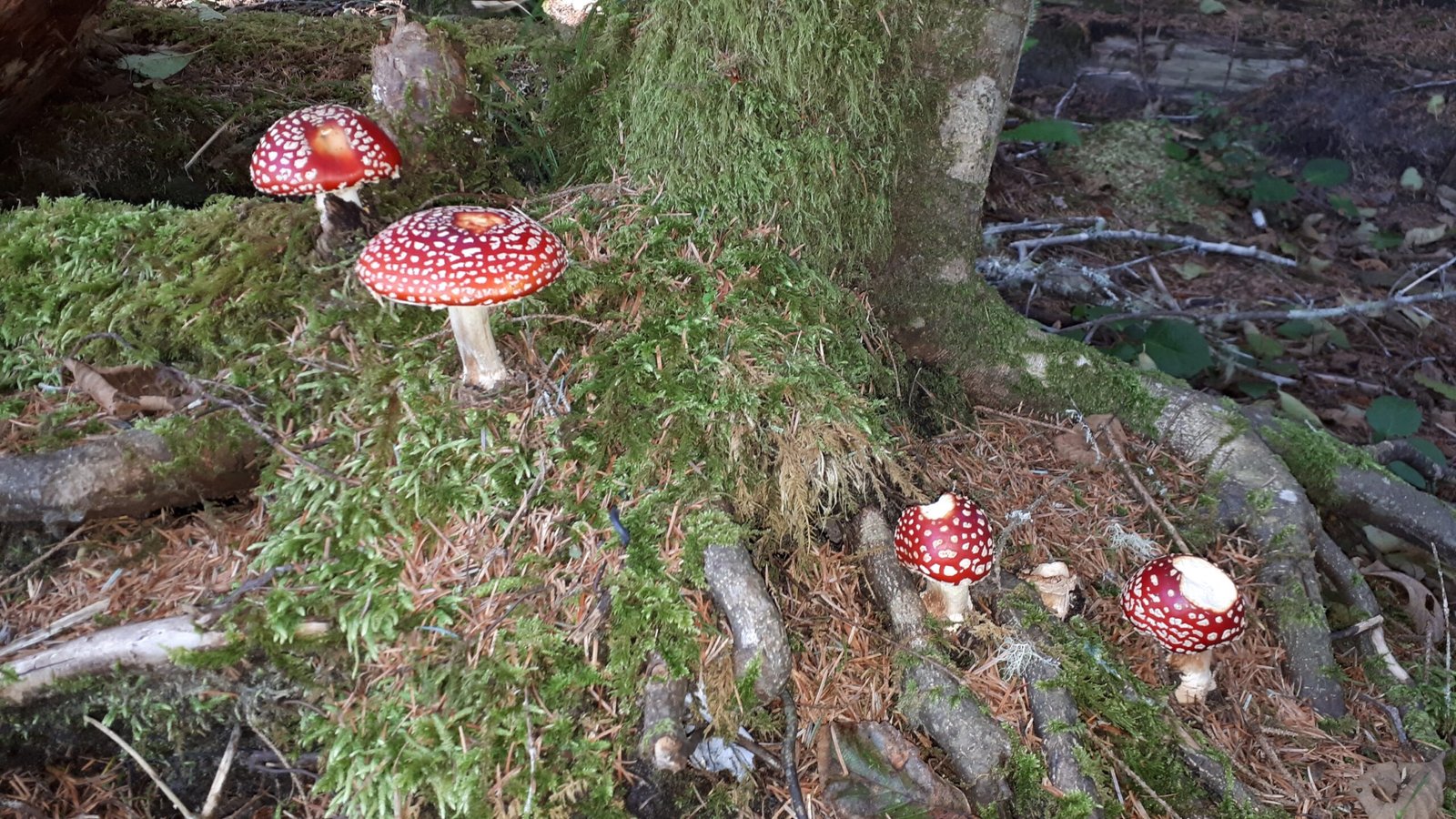 Port Renfrew, Canada: 12 Beautiful Experiences with Your Family