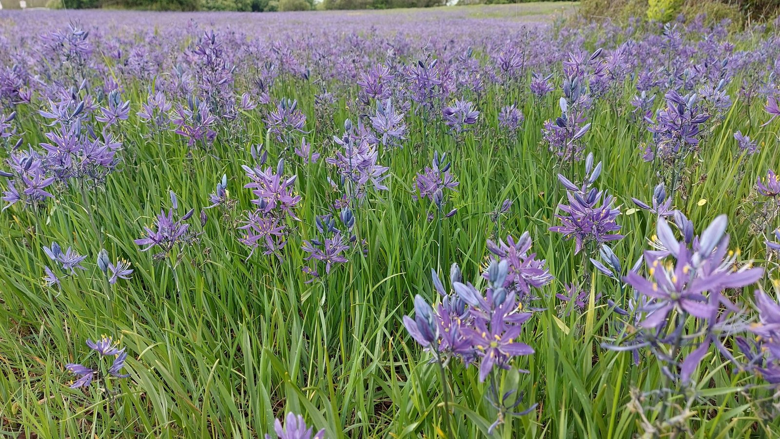 Victoria Unveiled: Your Guide to an Epic Family Surprise Day