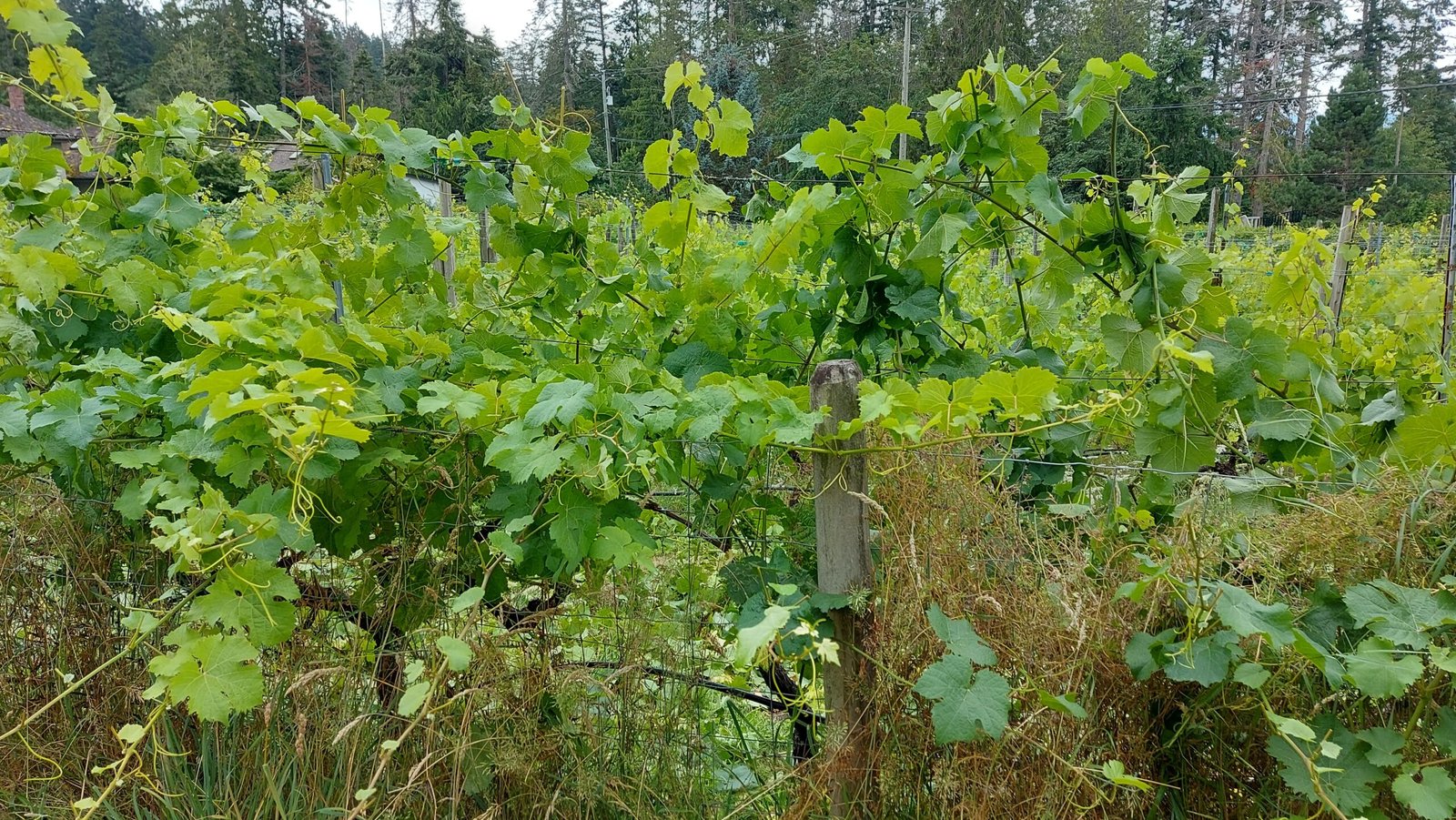 Wine Tour: Savor Every Sip in the Cowichan Valley