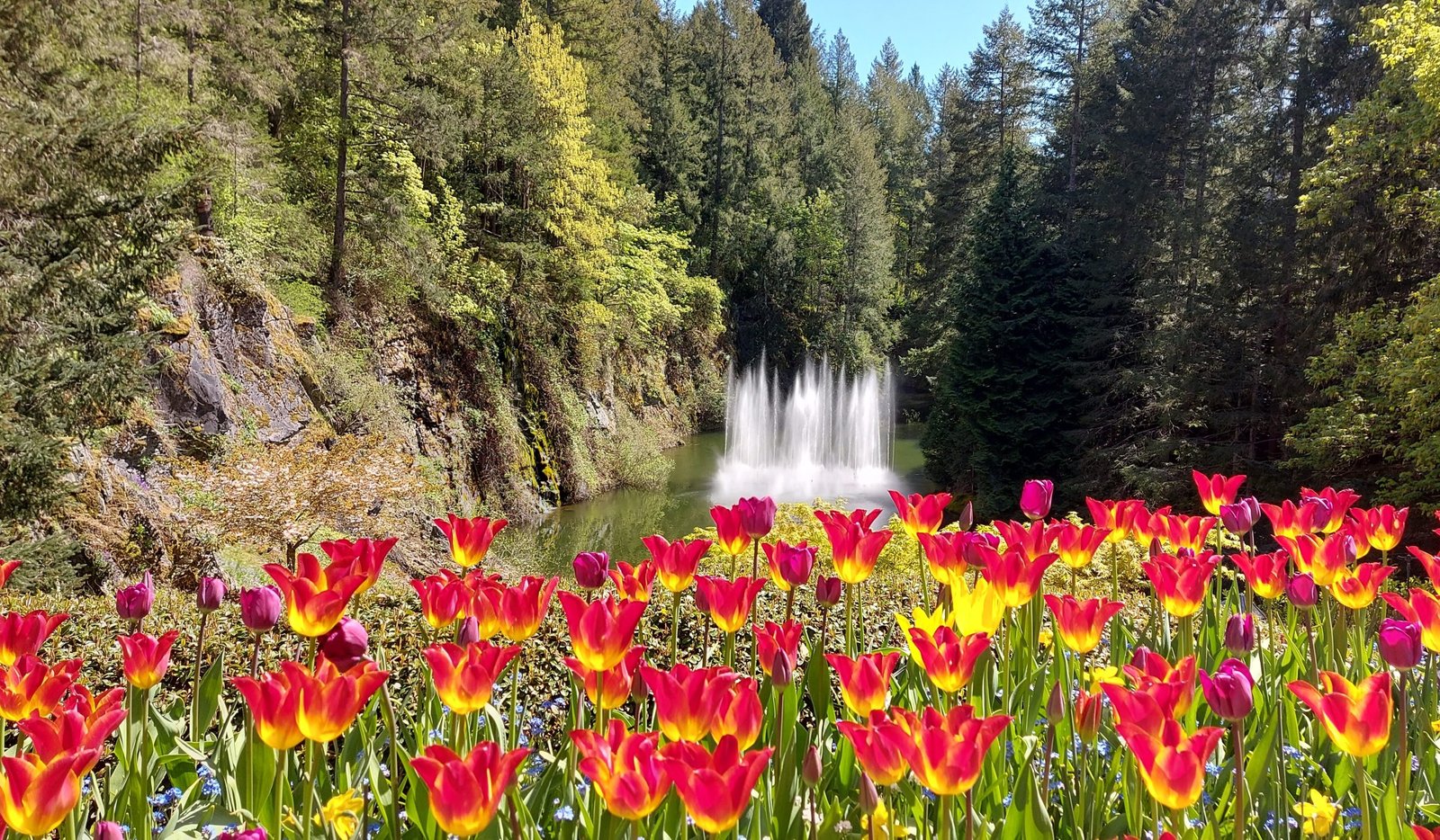 Spring in BC: Where to Find the Most Colourful Tulip Fields